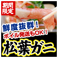 期間限定 鮮度抜群！ボイル発送もOK! 松葉ガニ